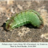 plebeius argus sevastopol larva l4 2